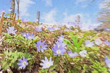 Kikuzakiichige blooms in Hakuba oil paint #01 thumb