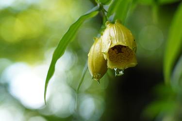 Print of Botanic Photography by Svalvald photo