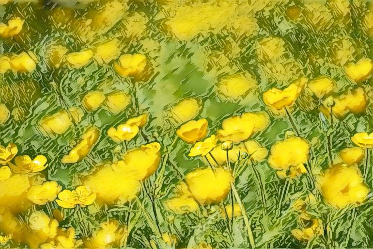 MIYAMA KINPOUGE in full bloom on Tsugaike Plateau in July - Print