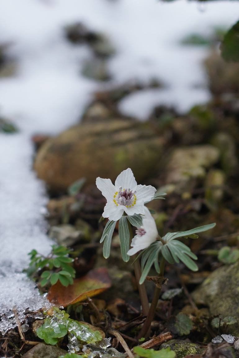 Setsubunsou heralds the arrival of early spring　＃01 - Print