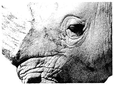 Original Animal Drawings by Endangered Inks