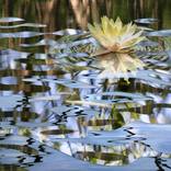 Collection Vestiges Collection