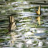 Collection Vestiges Collection