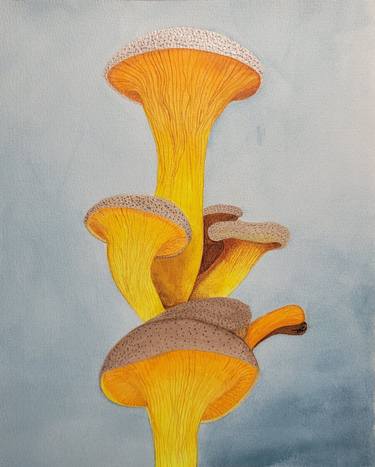 Sunset Mushrooms thumb