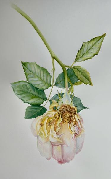 Original Illustration Botanic Painting by Hanna Papish