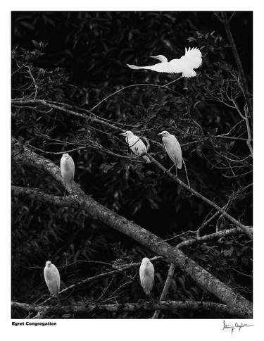 Original Black & White Animal Photography by Steven H Begleiter