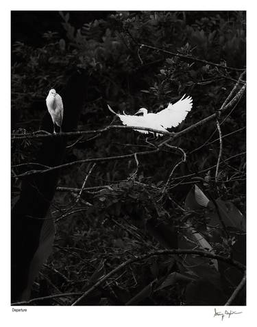 Original Black & White Animal Photography by Steven H Begleiter