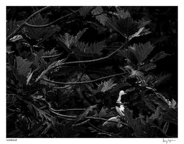 Original Black & White Nature Photography by Steven H Begleiter