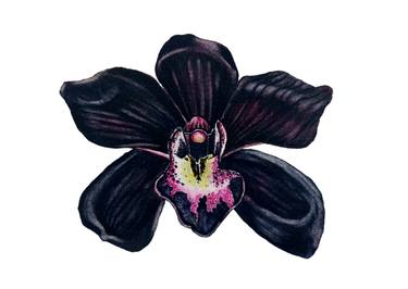 Black Orchid thumb