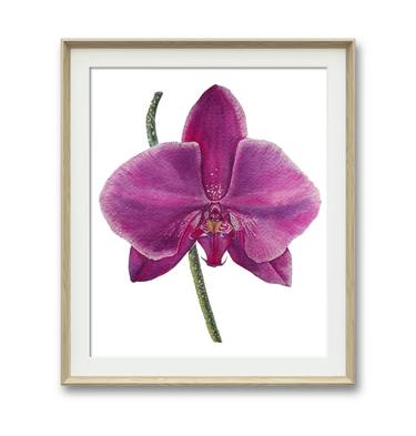 Phalaenopsis Pink Orchid thumb