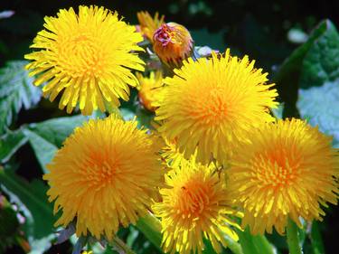 Print of Photorealism Floral Digital by Reinaldo Tadeu