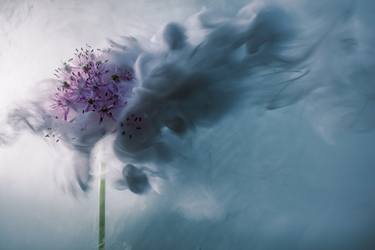 Original Abstract Expressionism Floral Photography by Steven Chung