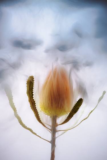 Original Floral Photography by Steven Chung