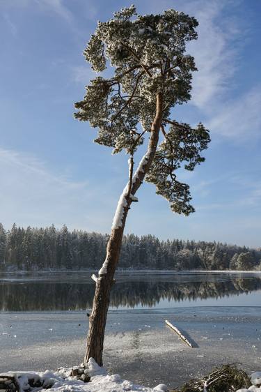 Winter’s Silent Sentinel: A solitary Tree thumb