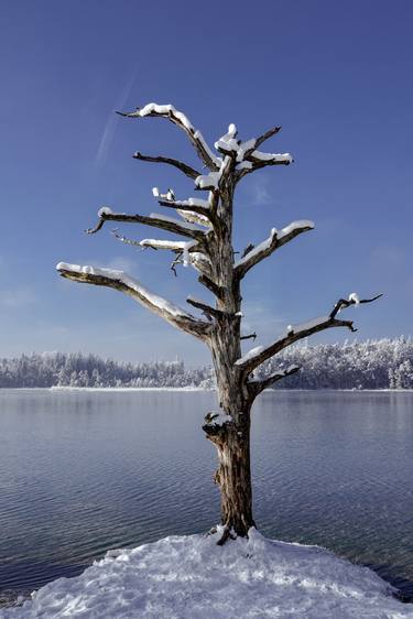 The Stoic of the Lake: A bare Tree thumb