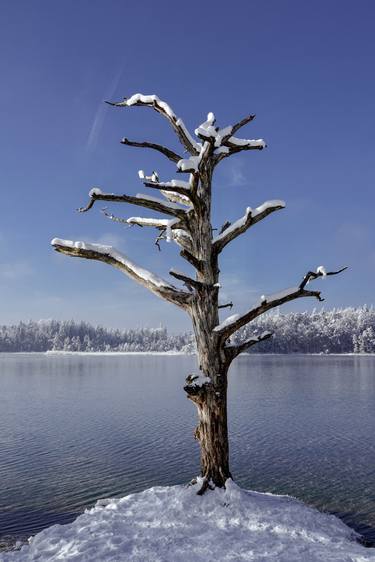 Print of Photorealism Tree Photography by Michael Nguyen