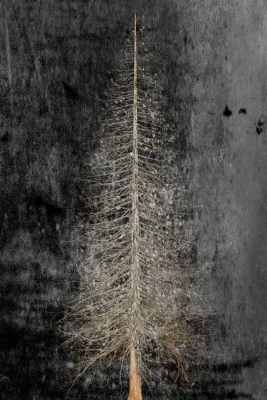 Skeleton of Nature: Bare Tree thumb