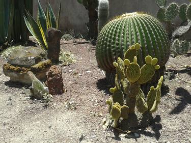 Cactus garden thumb