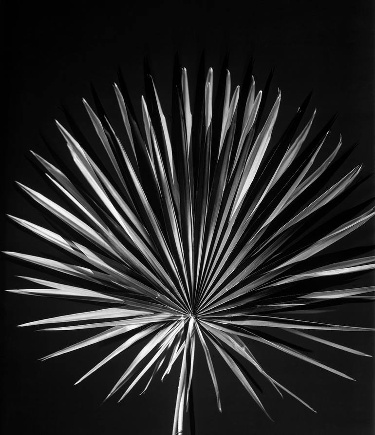 Original Black & White Floral Photography by Susanna Kraus