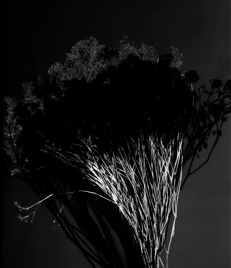 Original Black & White Floral Photography by Susanna Kraus
