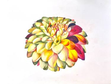 Original Figurative Botanic Drawings by Maria Suarez