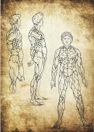 Leonardo Da Vinci anatomical studies thumb