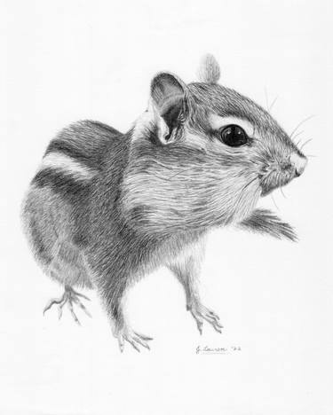 Original Realism Animal Drawings by Jessica Lauren