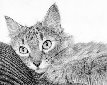 Print of Realism Cats Drawings by Jessica Lauren