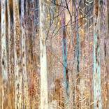 Late autumn. Forest magic by Kristine Kvitka