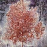 Autumn copper tree by Kristine Kvitka