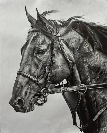 Original Horse Drawings by Tanziha Irfan