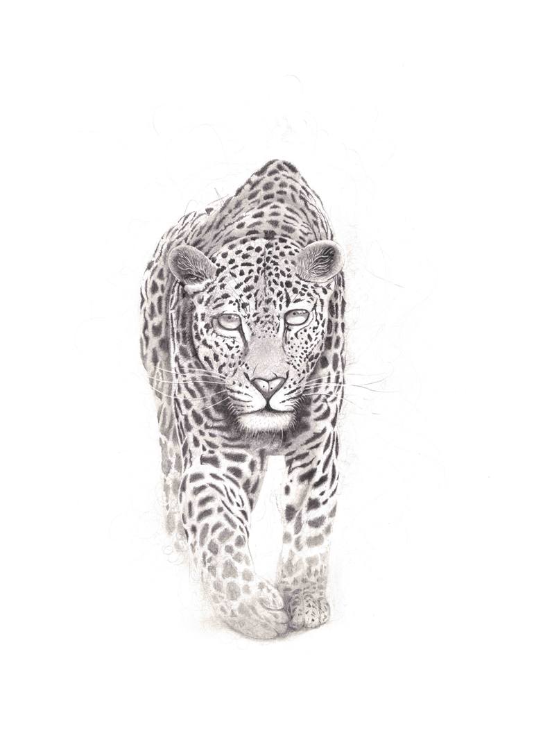 Original Other Animal Drawing by Matthew Jurgensen