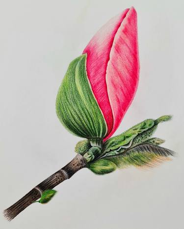 Original Classicism Botanic Drawings by Olga Poruchikova