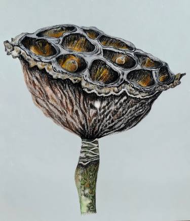 Original Botanic Paintings by Olga Poruchikova