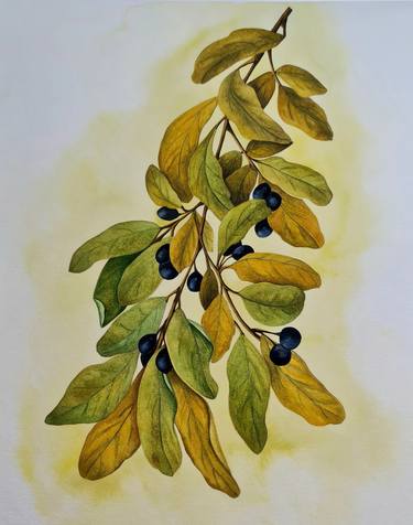 Print of Classicism Botanic Paintings by Olga Poruchikova