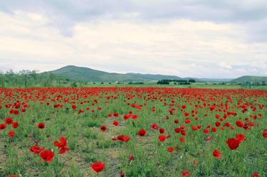 Original Figurative Floral Photography by Alessio Trerotoli
