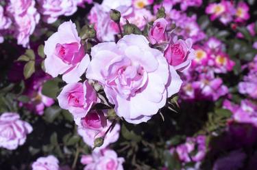 Beautiful Pink Roses thumb