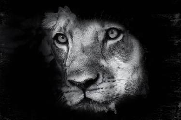 Original Conceptual Animal Photography by Hetty Hameleers