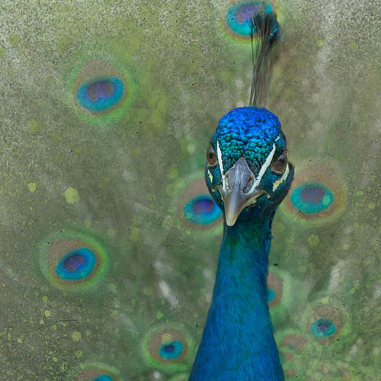 Original Abstract Animal Photography by Hetty Hameleers