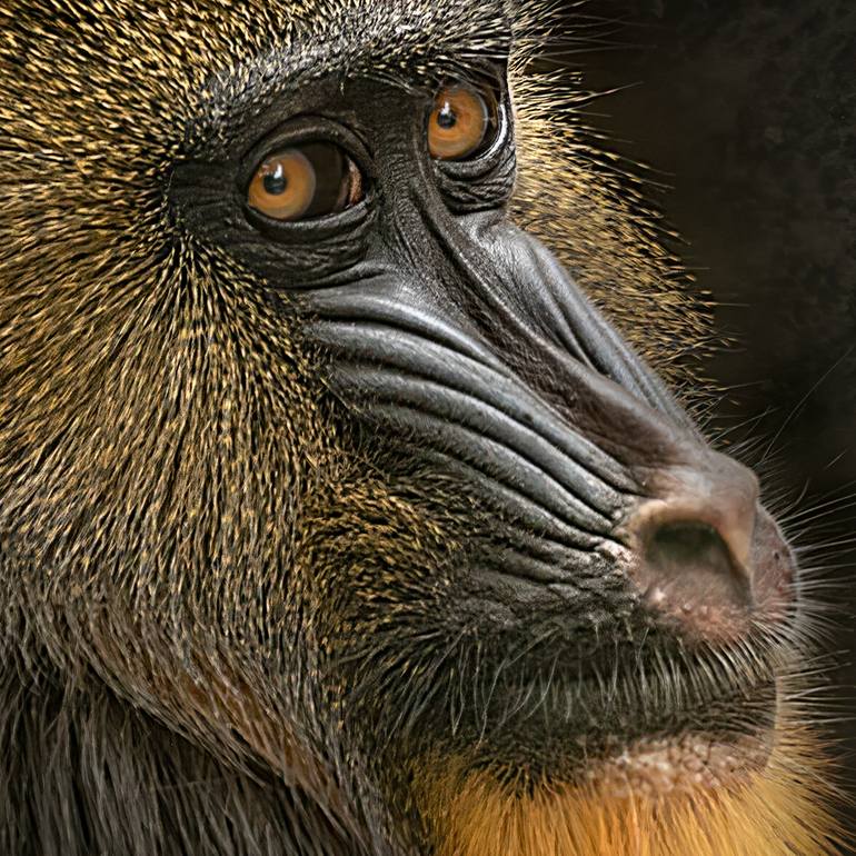 Original Contemporary Animal Photography by Hetty Hameleers