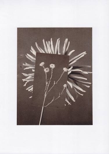Original Realism Botanic Collage by Alisa Galitsyna