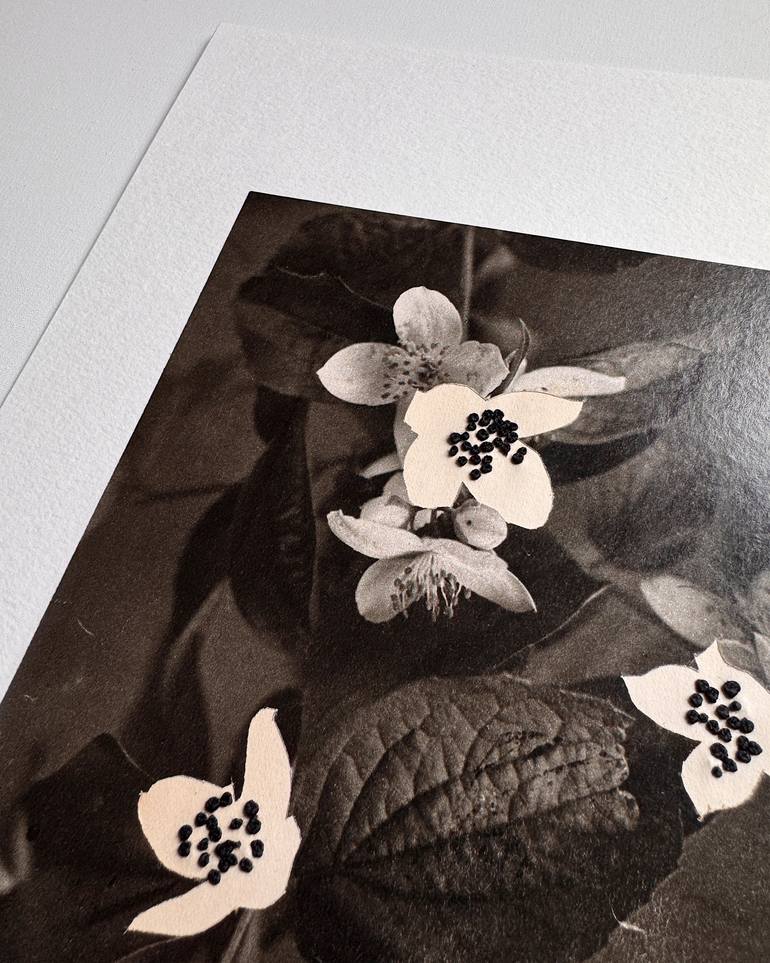 Original Black & White Botanic Mixed Media by Alisa Galitsyna
