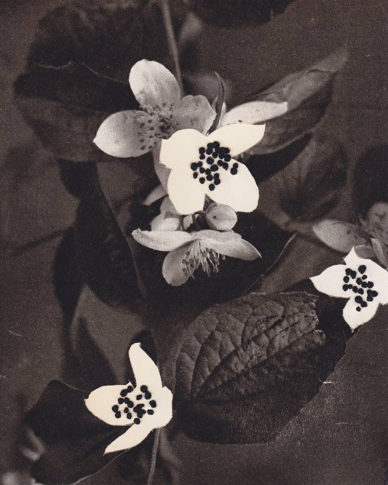 Original Black & White Botanic Mixed Media by Alisa Galitsyna