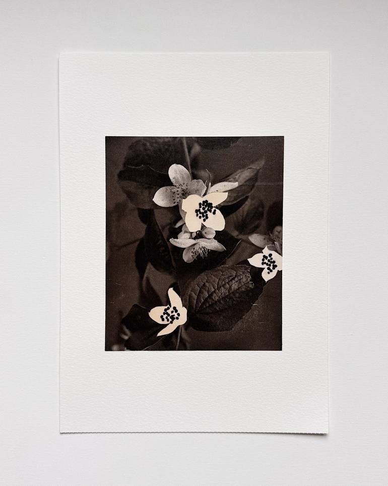 Original Black & White Botanic Mixed Media by Alisa Galitsyna