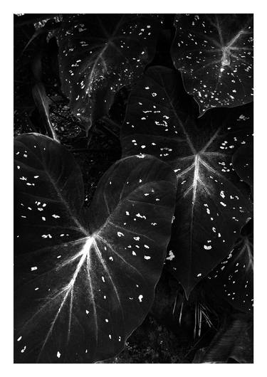 Original Abstract Botanic Photography by Andy Grop