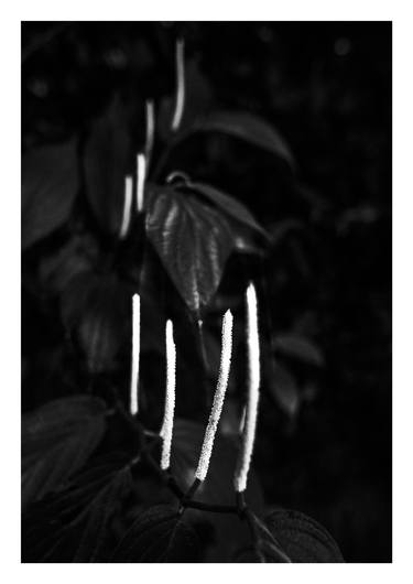 Original Botanic Photography by Andy Grop