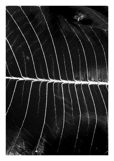 Original Abstract Botanic Photography by Andy Grop