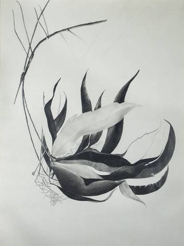 Original Figurative Botanic Drawing by Ángela María Lozano Rivera