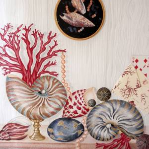 Collection Objects d'art / Cabinet of Curiosities