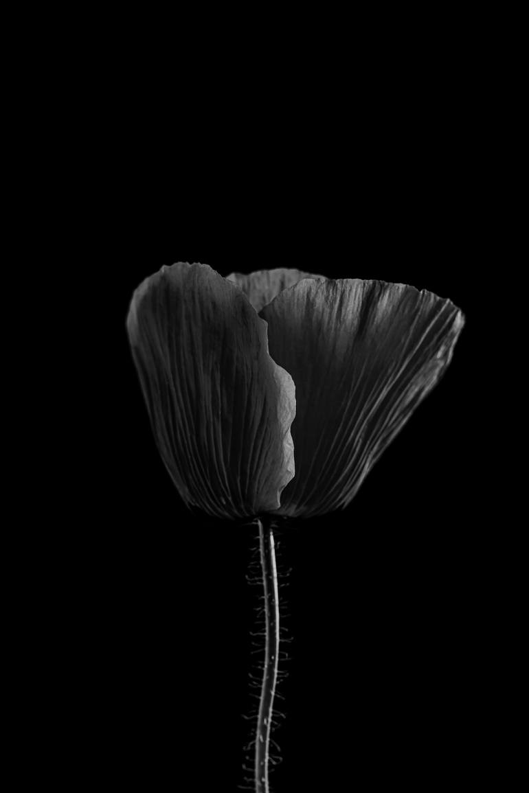 Original Black & White Floral Photography by Halyna Vitiuk